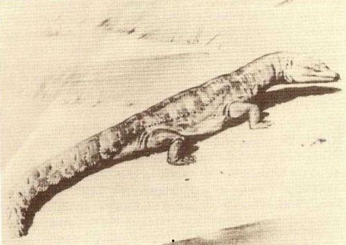 未知生物,揭开宇宙生命奥秘的神秘面纱