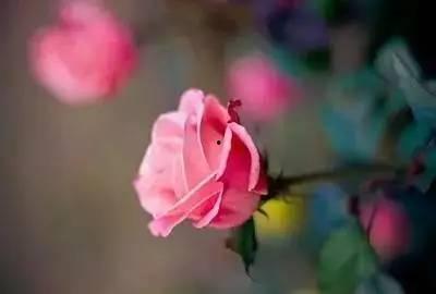 玫瑰予他,一段浪漫的赠予与永恒的记忆