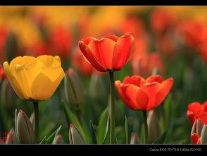 春天里的郁金香